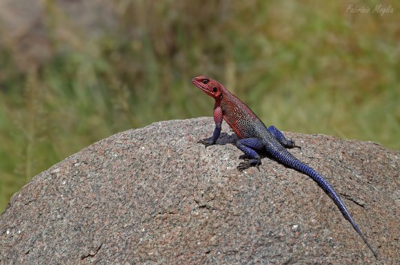 Agama comune (Agama agama)