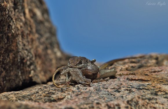 Agama comune (Agama agama)