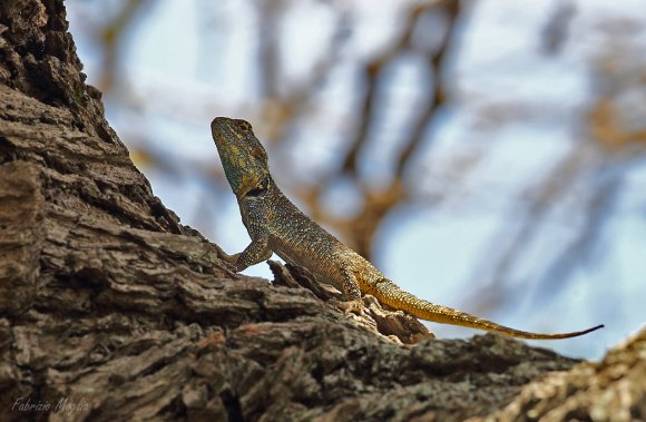 Agama comune (Agama agama)