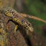 Lucertola muraiola - Wall lizard (Podarcis muralis)