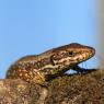 Lucertola muraiola - Wall lizard (Podarcis muralis)