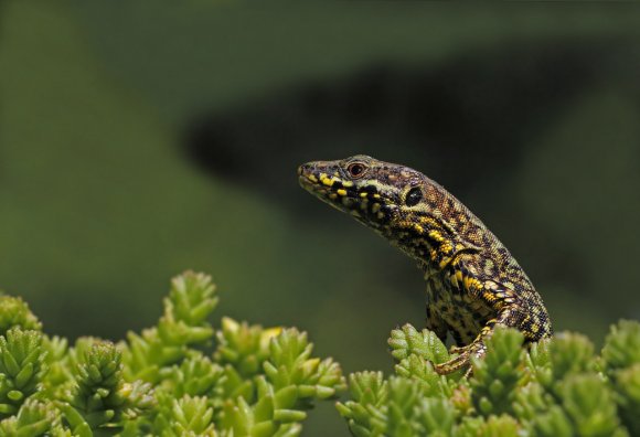 Lucertola muraiola - Wall lizard (Podarcis muralis)