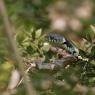 Natrice dal collare - Grass snake (Natrix natrix)