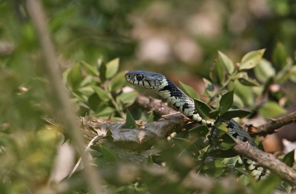 Natrice dal collare - Grass snake (Natrix natrix)