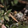 Natrice dal collare - Grass snake (Natrix natrix)