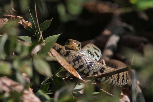 Natrice dal collare - Grass snake (Natrix natrix)