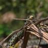 Natrice dal collare - Grass snake (Natrix natrix)