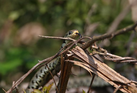 Natrice dal collare - Grass snake (Natrix natrix)