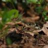 Natrice dal collare - Grass snake (Natrix natrix)