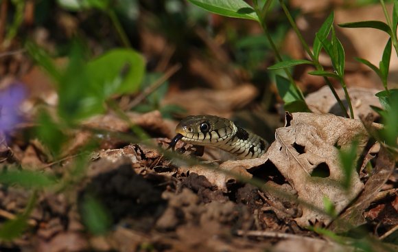 Natrice dal collare - Grass snake (Natrix natrix)