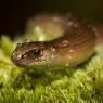 Orbettino - Slow worm (Anguis fragilis)