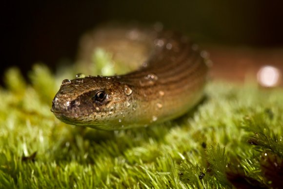 Orbettino - Slow worm (Anguis fragilis)