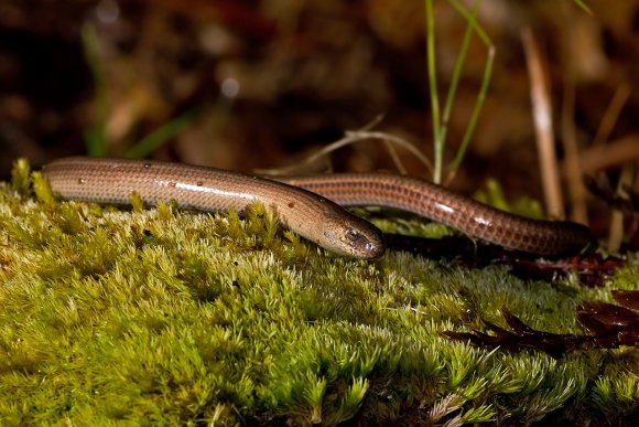 Orbettino - Slow worm (Anguis fragilis)