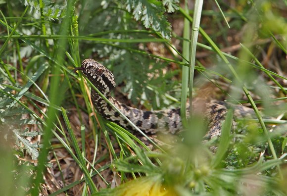 Vipera berus - Common adder (Vipera berus)