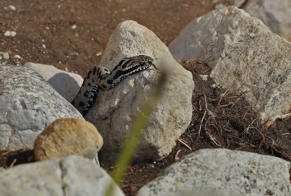 Vipera berus - Common adder (Vipera berus)