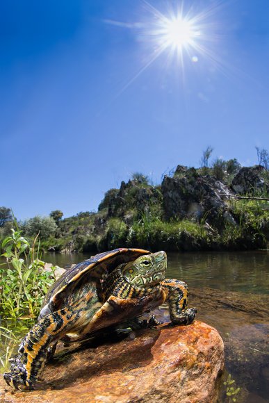 Tartaruga palustre iberica - Mediterranean turtle (Mauremys leprosa)