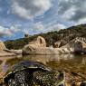 Testuggine palustre europea - European pond turtle (Emys orbicularis)