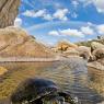 Testuggine palustre europea - European pond turtle (Emys orbicularis)