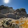 Testuggine marginata - Marginated tortoise (Testudo marginata)