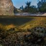 Testuggine palustre europea - European pond turtle