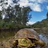 Tartaruga palustre iberica - Mediterranean pond turtle (Mauremys leprosa)