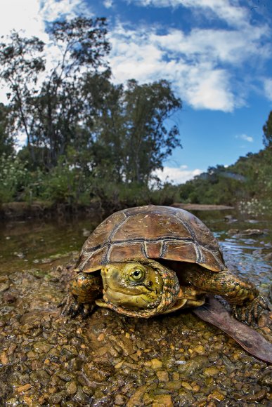 Tartaruga palustre iberica - Mediterranean pond turtle (Mauremys leprosa)