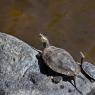 Testuggine palustre Europea - European pond turtle (Emys orbicularis)