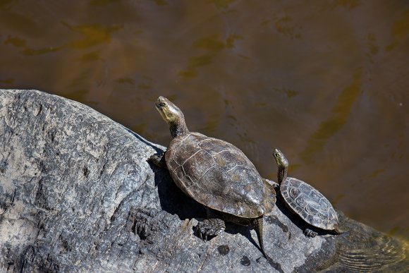 Testuggine palustre Europea - European pond turtle (Emys orbicularis)