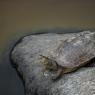 Testuggine palustre Europea - European pond turtle (Emys orbicularis)
