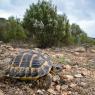 Tartaruga di Hermann - Hermann's tortoise (Testudo hermanni )