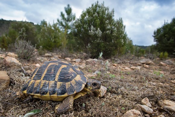Tartaruga di Hermann - Hermann's tortoise (Testudo hermanni )