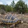 Tartaruga di Hermann - Hermann's tortoise (Testudo hermanni )