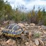 Tartaruga di Hermann - Hermann's tortoise (Testudo hermanni )