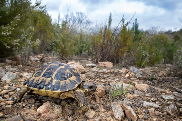 Tartaruga di Hermann - Hermann's tortoise (Testudo hermanni )