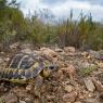 Tartaruga di Hermann - Hermann's tortoise (Testudo hermanni )