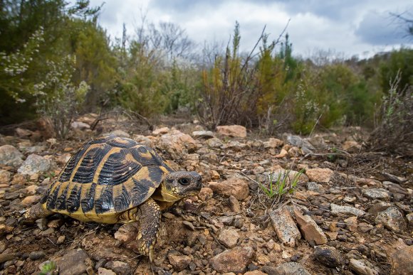 Tartaruga di Hermann - Hermann's tortoise (Testudo hermanni )