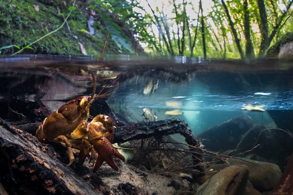 Gambero di fiume - European freshwater crayfish (Austropotamobius pallipes)