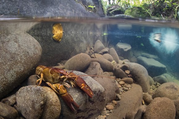 Gambero di fiume - European freshwater crayfish (Austropotamobius pallipes)