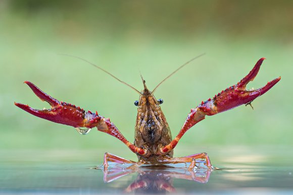 Gambero rosso - Red swamp crawfish (Procambarus clarkii)