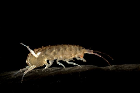 Gammarus