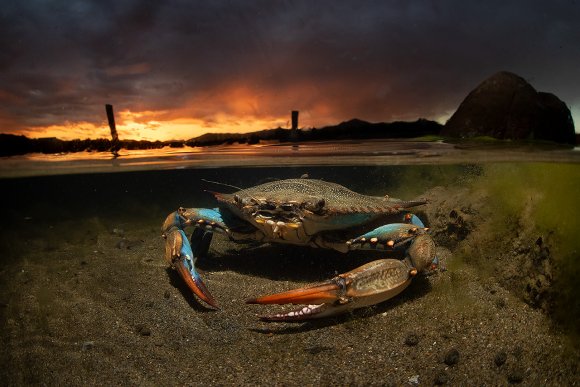 Granchio blu - Blue crab