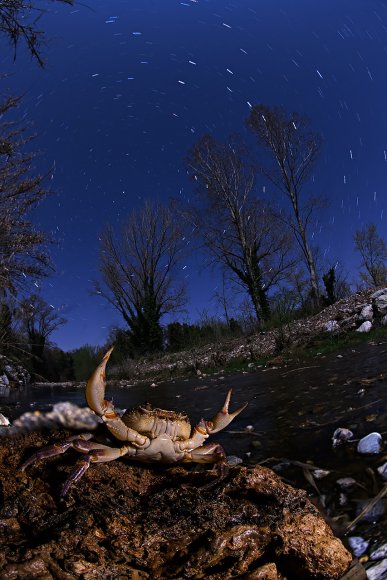 Granchio di fiume - Freshwater crab (Potamon fluviatile)