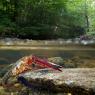 Gambero rosso - Freshwater crayfish (Procambarus clarkii) 