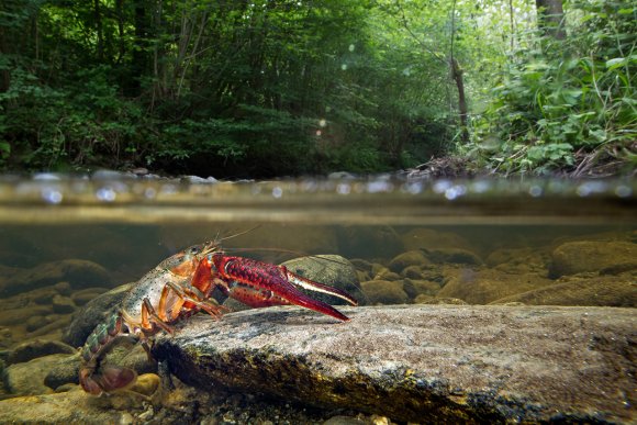 Gambero rosso - Freshwater crayfish (Procambarus clarkii) 