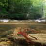 Gambero rosso - Freshwater crayfish (Procambarus clarkii) 