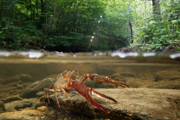 Gambero rosso - Freshwater crayfish (Procambarus clarkii) 