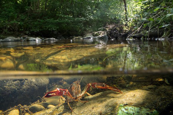 Gambero rosso - Freshwater crayfish (Procambarus clarkii) 