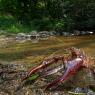 Gambero rosso - Freshwater crayfish (Procambarus clarkii) 