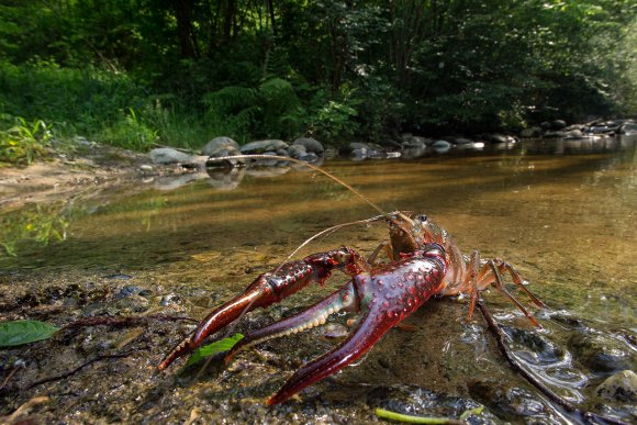 Gambero rosso - Freshwater crayfish (Procambarus clarkii) 