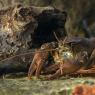 Gambero di fiume - European freshwater crayfish (Austropotamobius pallipes)